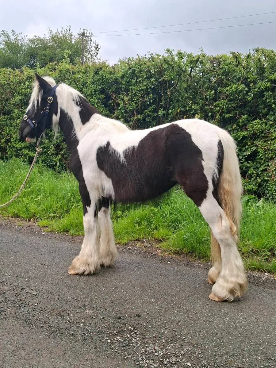 Heavy Yearling Filly - Image 1