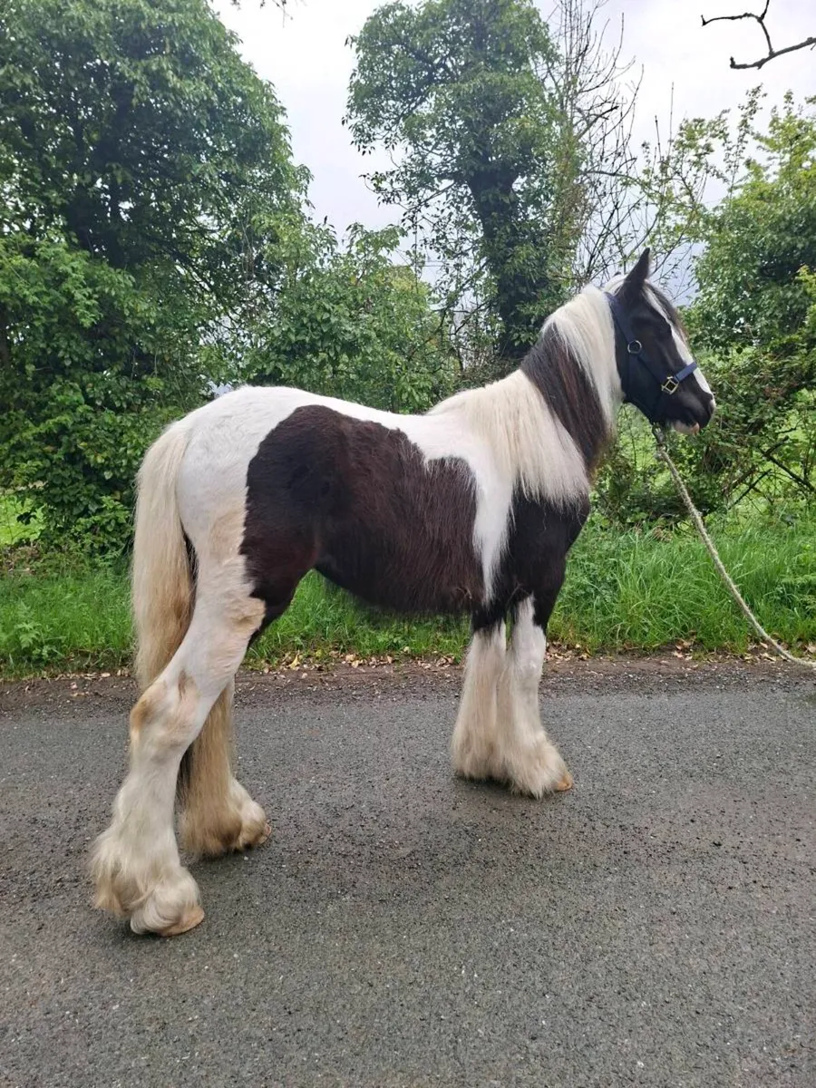 Heavy Yearling Filly - Image 2