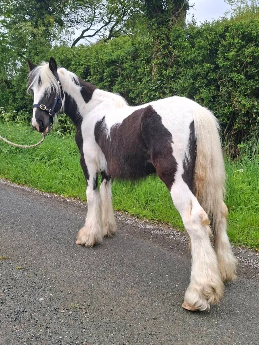 Heavy Yearling Filly - Image 3