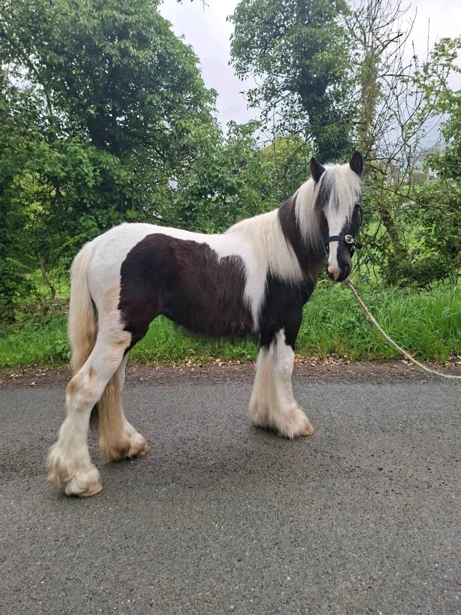 Heavy Yearling Filly - Image 4