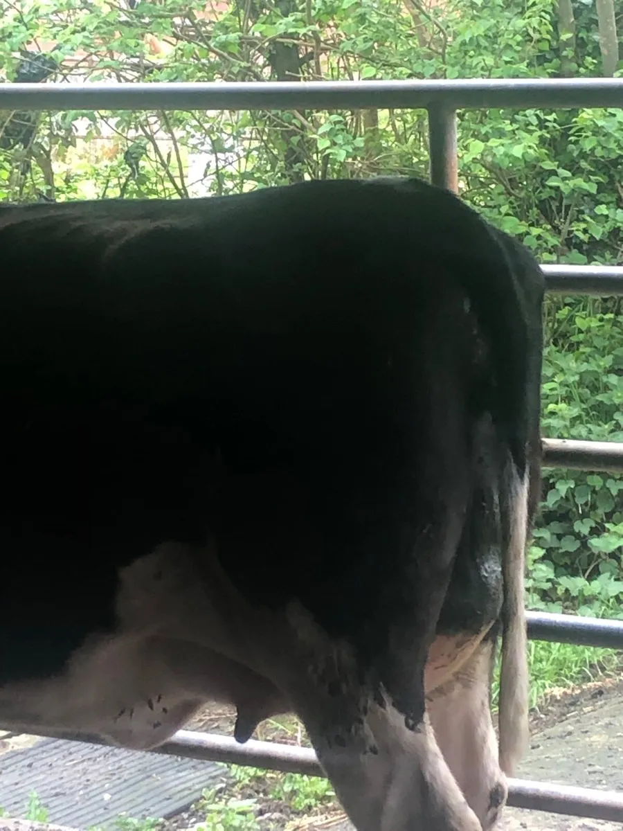 Calved heifers - Image 1