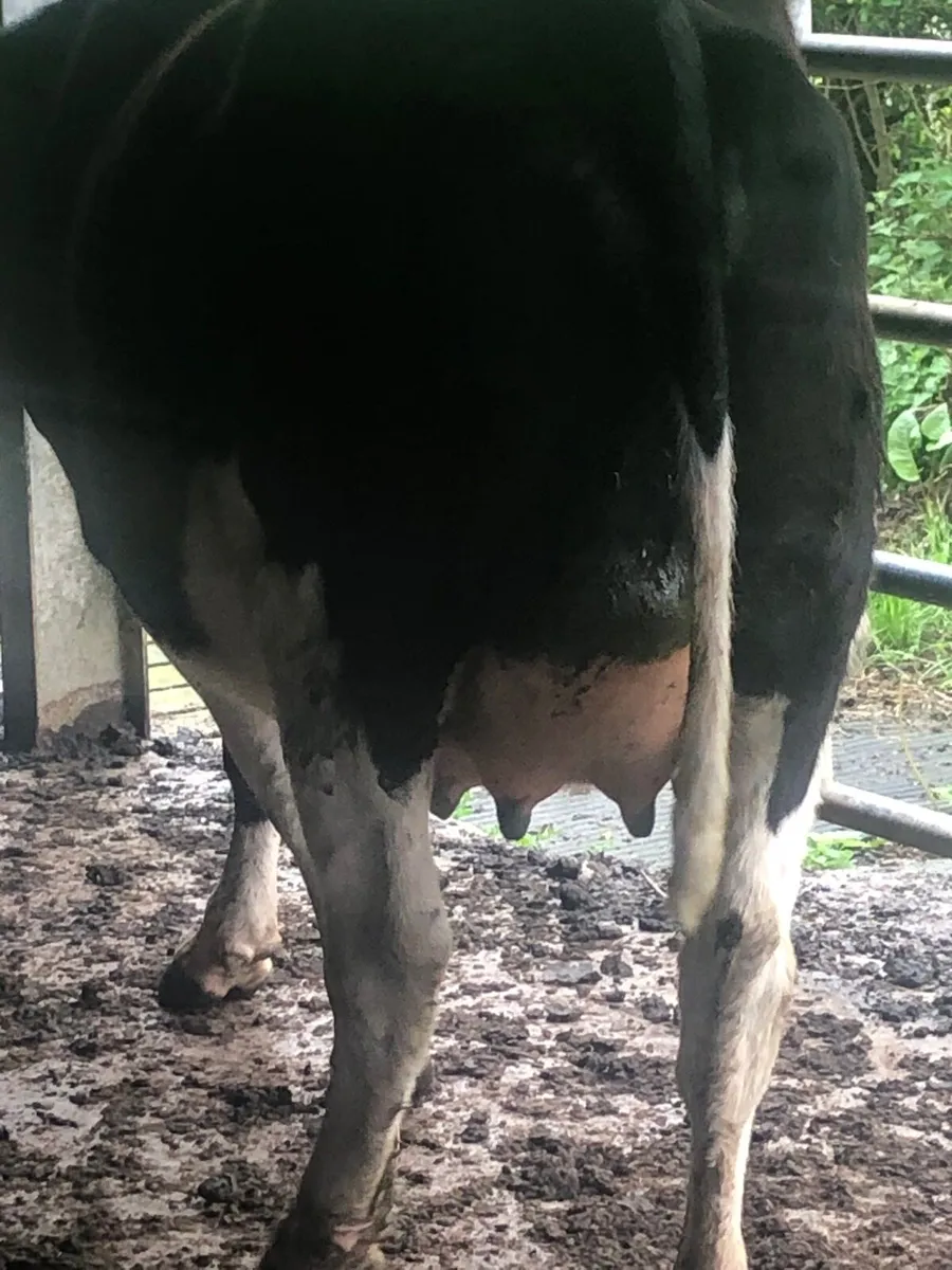 Calved heifers - Image 2