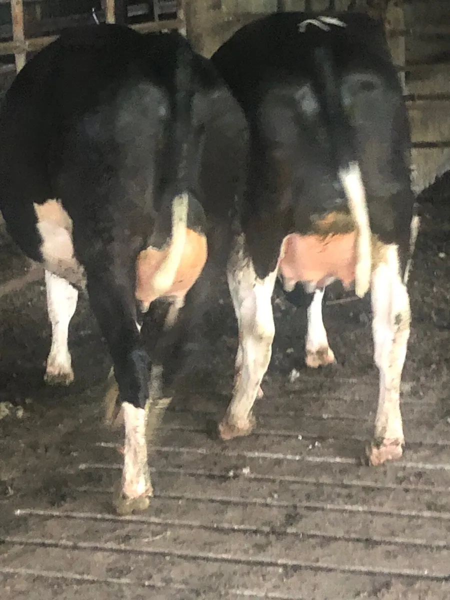 Calved heifers - Image 3