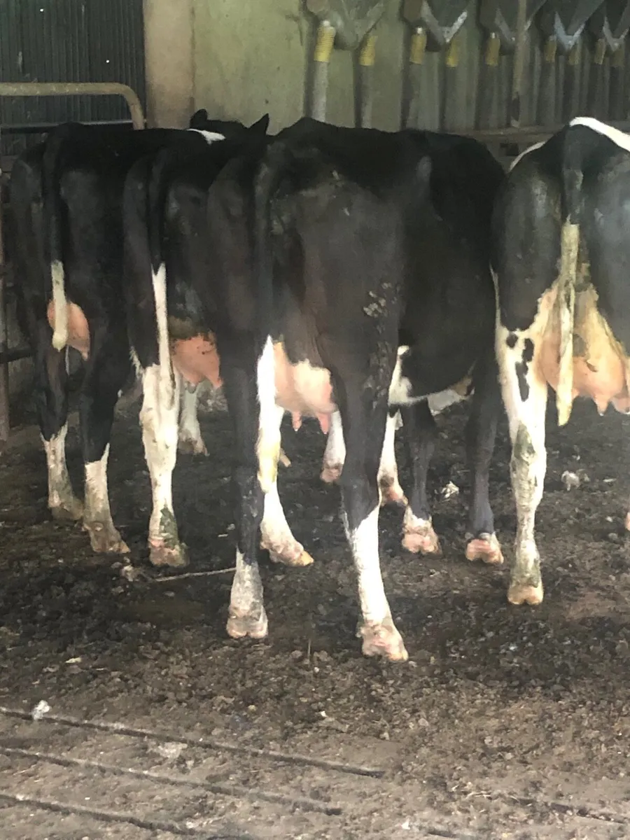 Calved heifers - Image 4