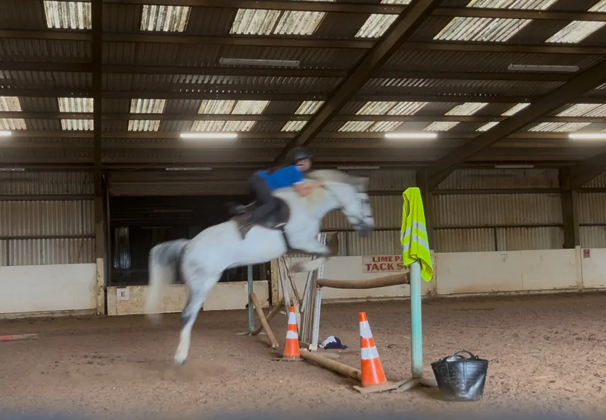 14,1 pony club pony - Image 3