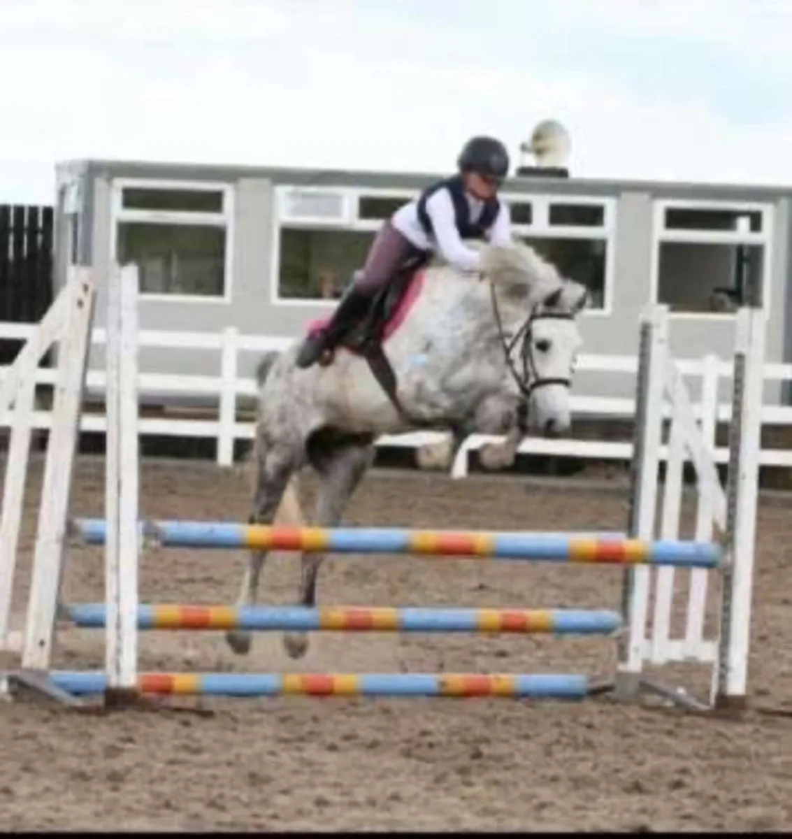 14,1 pony club pony - Image 4