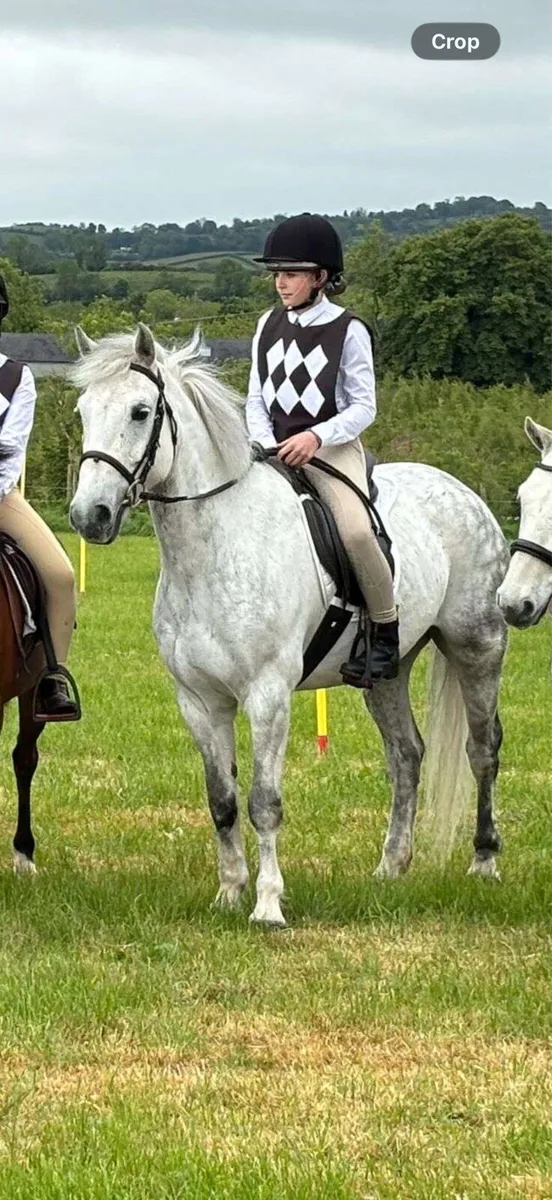 14,1 pony club pony - Image 1