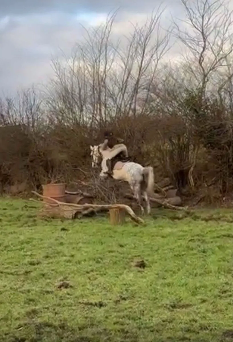 14,1 pony club pony - Image 2