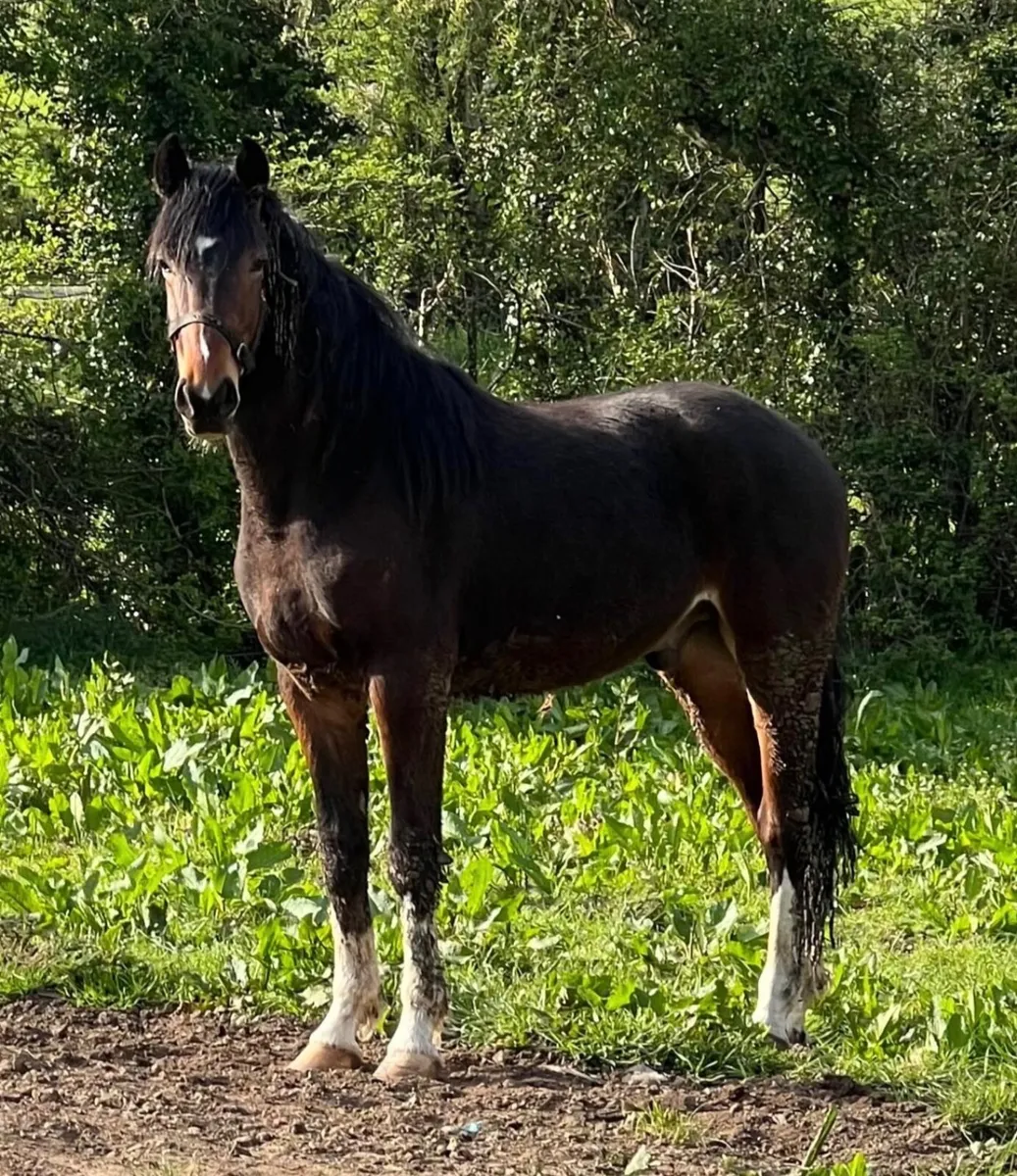 Horses - Image 3
