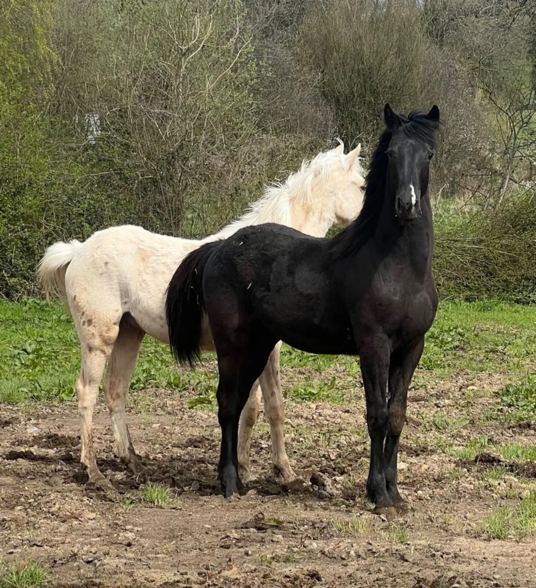 Horses - Image 4