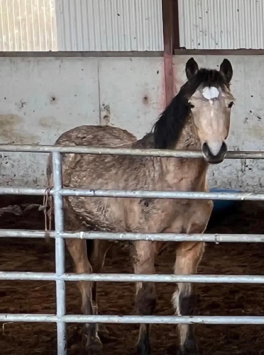Horses - Image 1