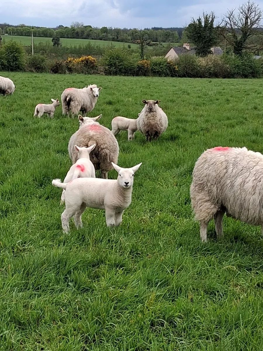 13 Texel Ewe Hoggets with lambs at foot - Image 1