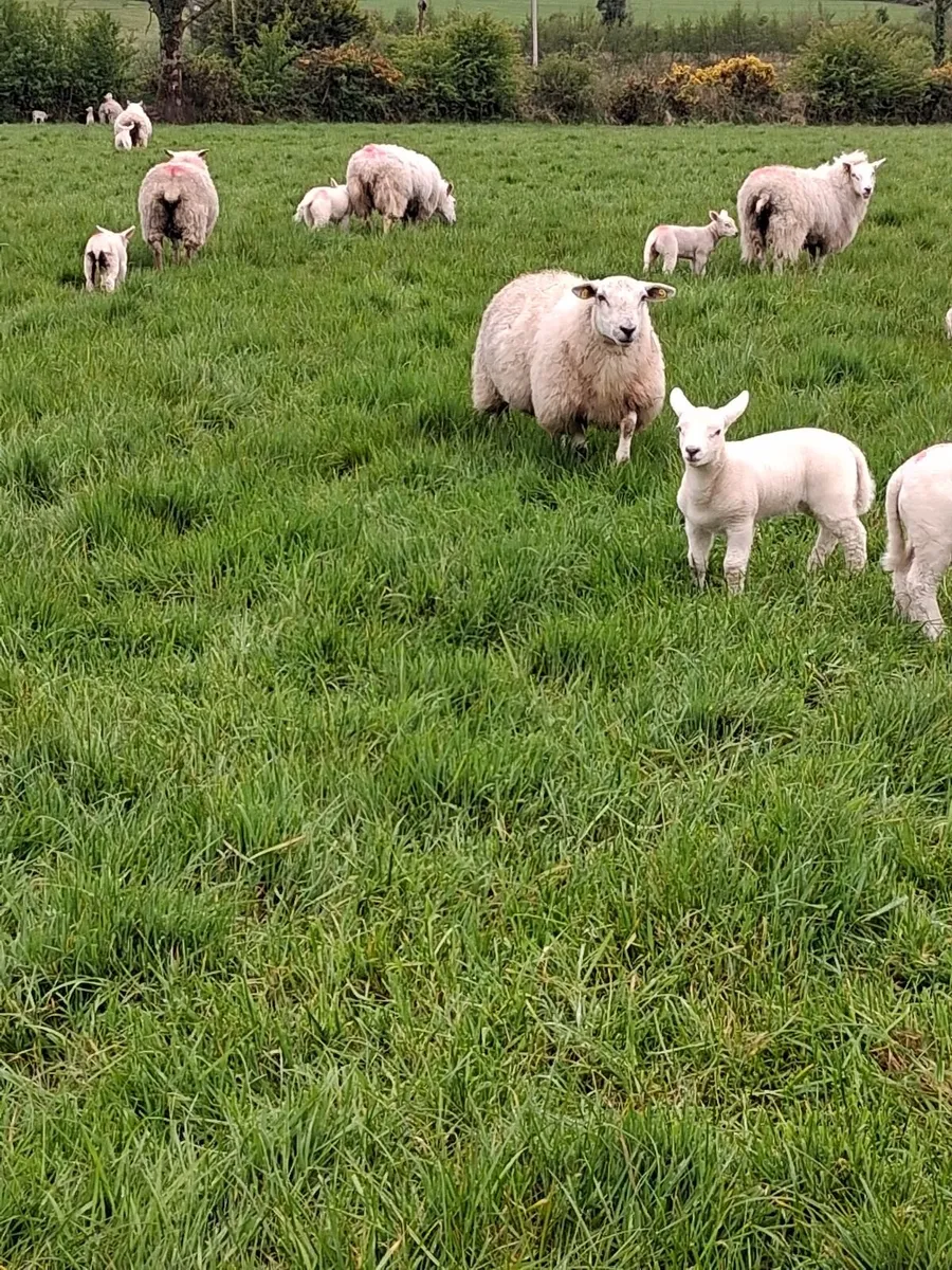13 Texel Ewe Hoggets with lambs at foot - Image 2