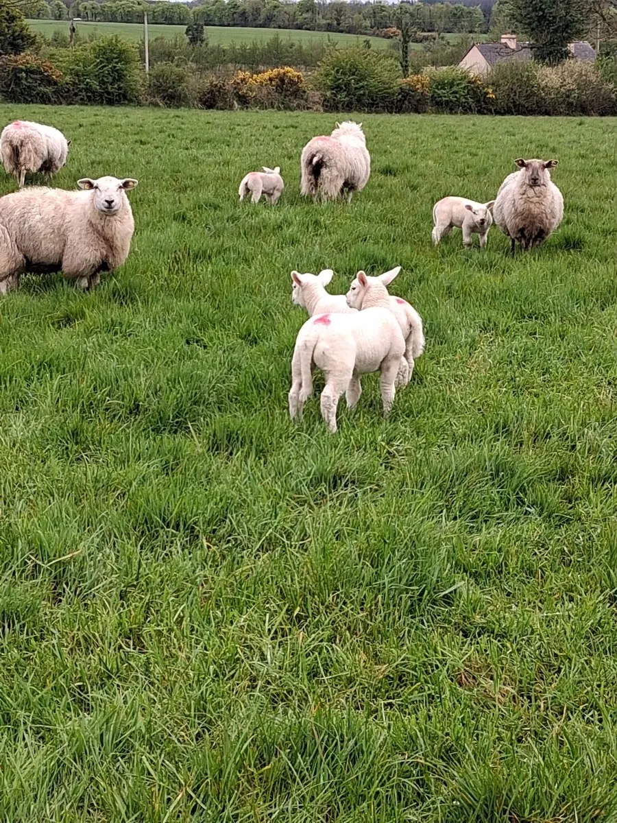 13 Texel Ewe Hoggets with lambs at foot - Image 4