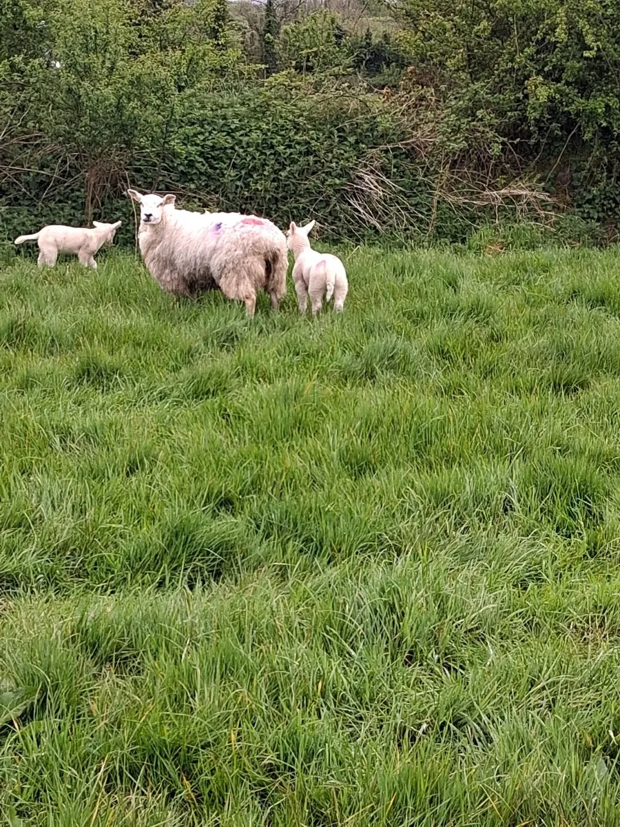 13 Texel Ewe Hoggets with lambs at foot - Image 3