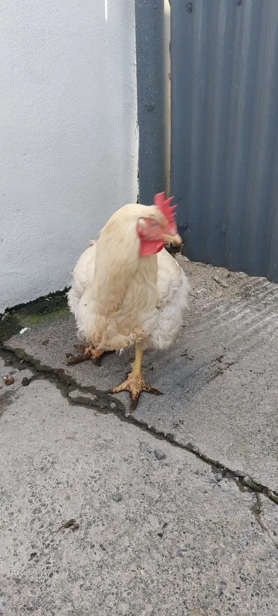 Broilers for sale - Ready for processing - Image 2