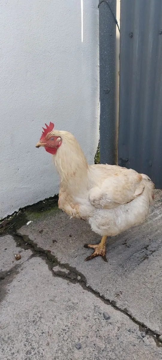 Broilers for sale - Ready for processing - Image 3