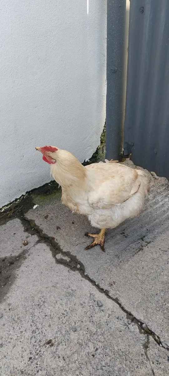 Broilers for sale - Ready for processing - Image 4