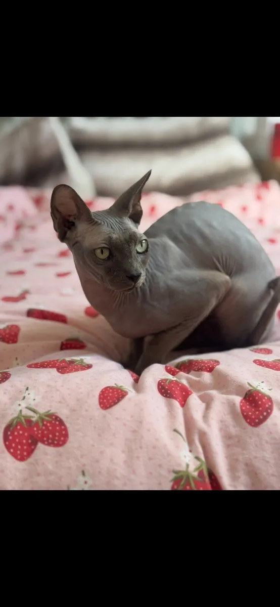 Bonded male Sphynx cats - Image 1
