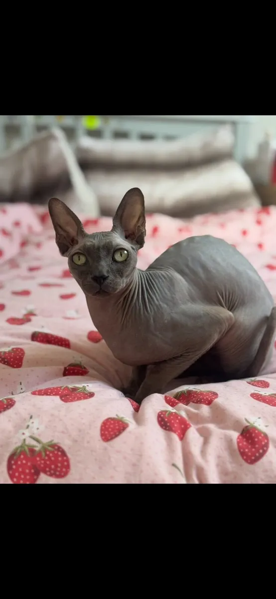 Bonded male Sphynx cats - Image 2