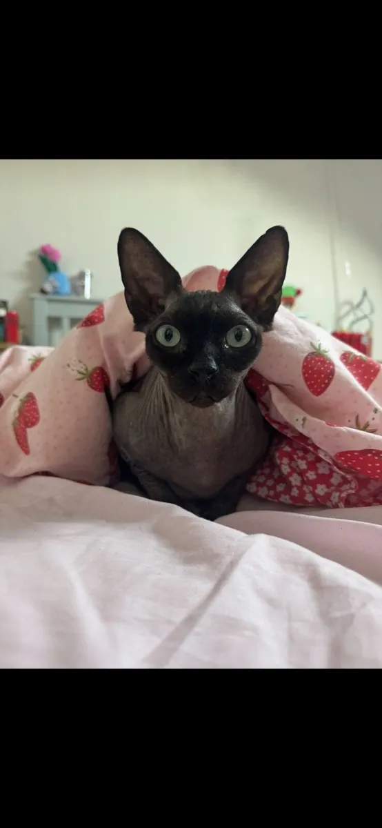 Bonded male Sphynx cats - Image 3