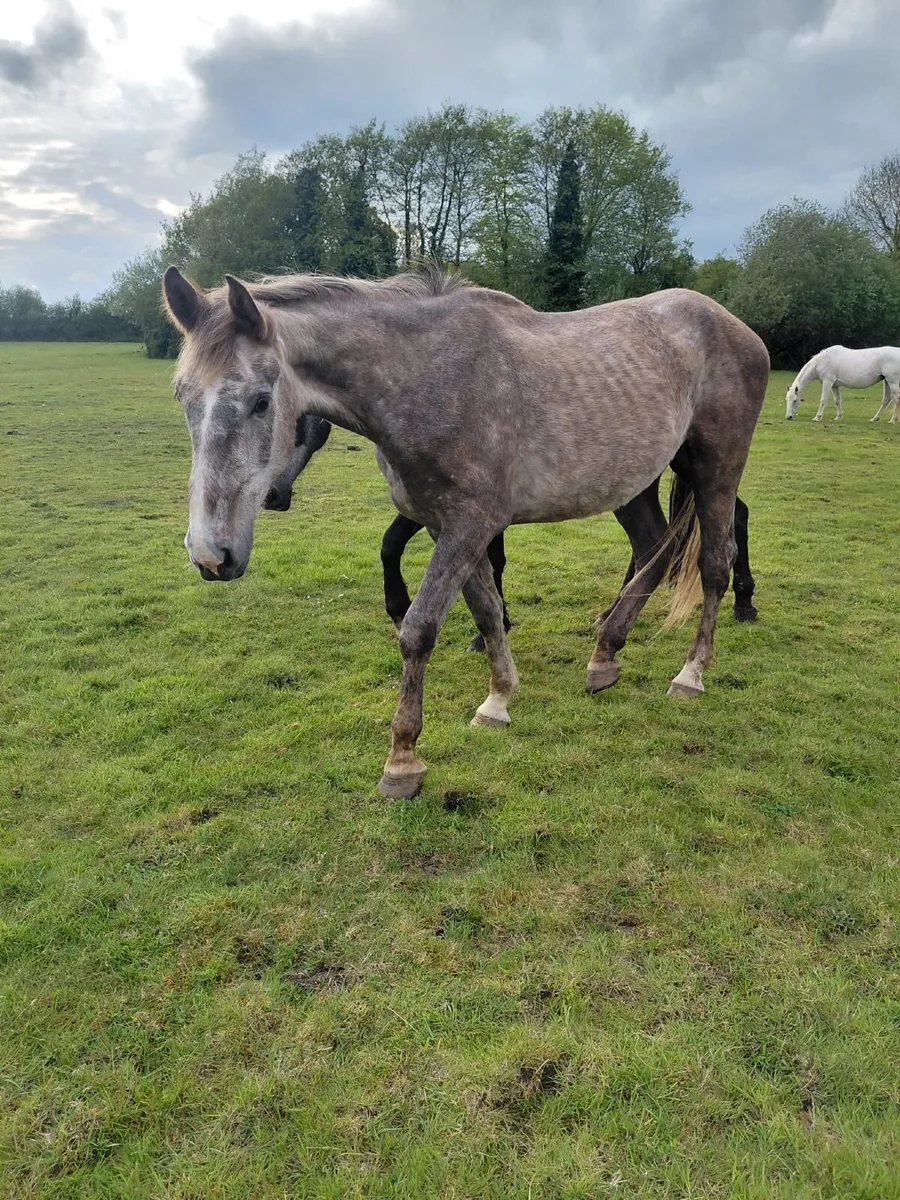 3 year old Gelding - Image 1