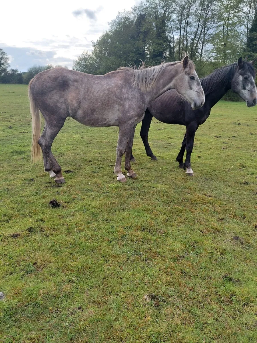 3 year old Gelding - Image 2