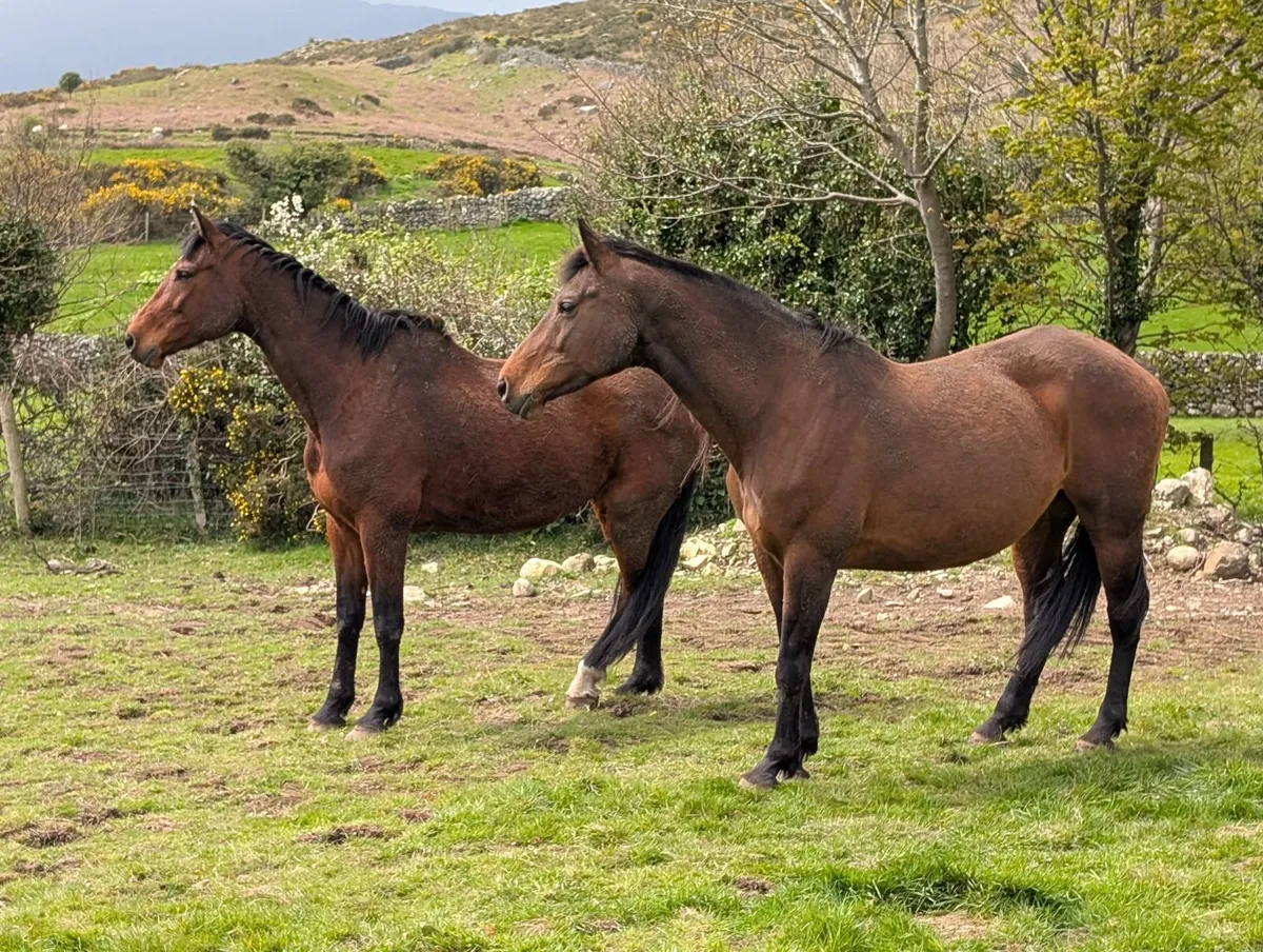 Broodmares  foals And Youngstock For Sale - Image 3