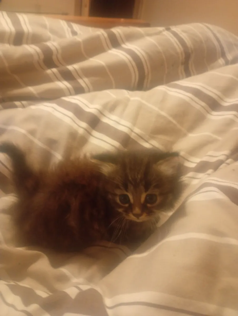Persian kitten - Image 1