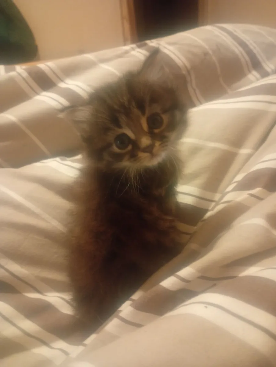 Persian kitten - Image 2