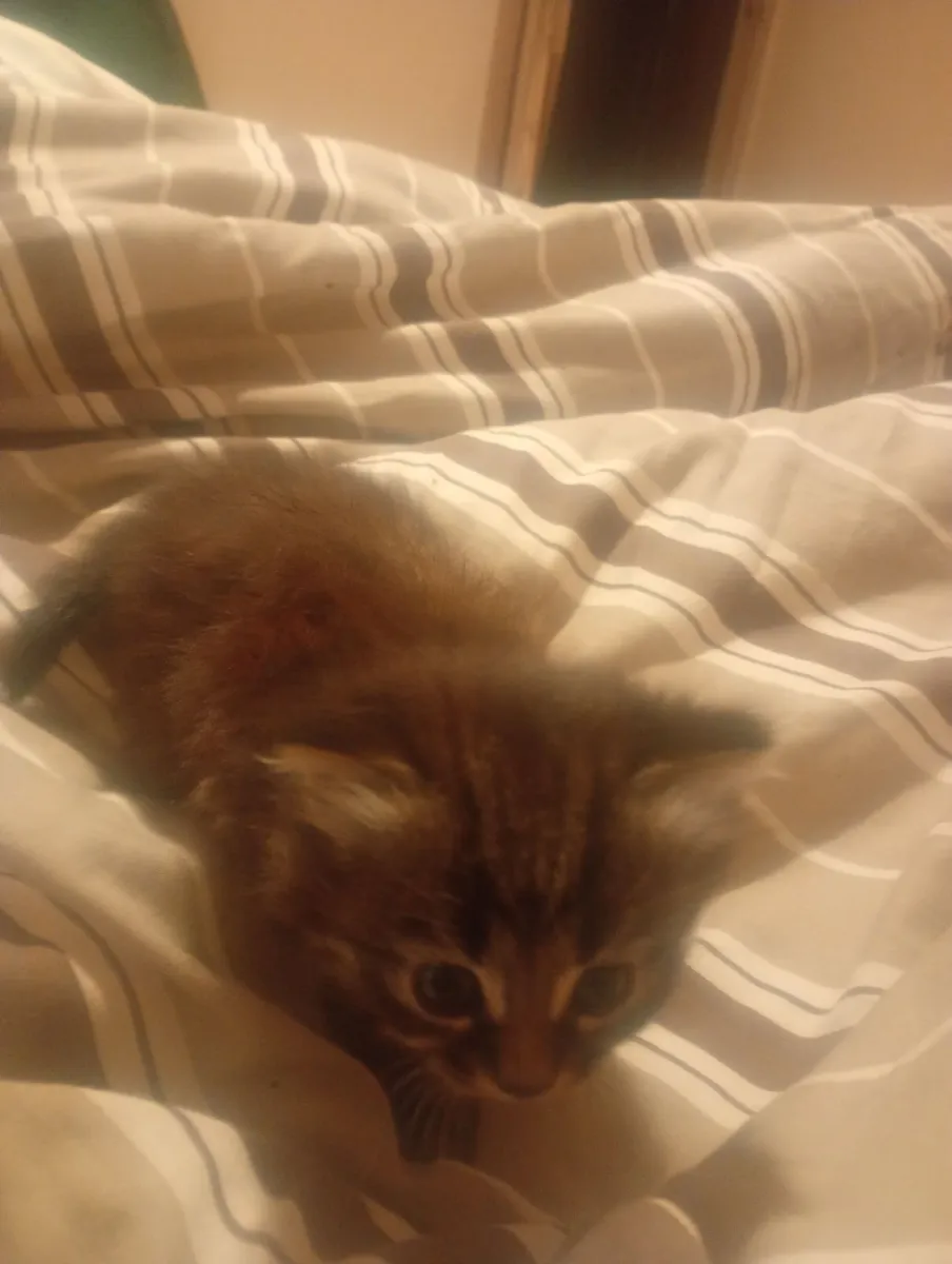 Persian kitten - Image 3