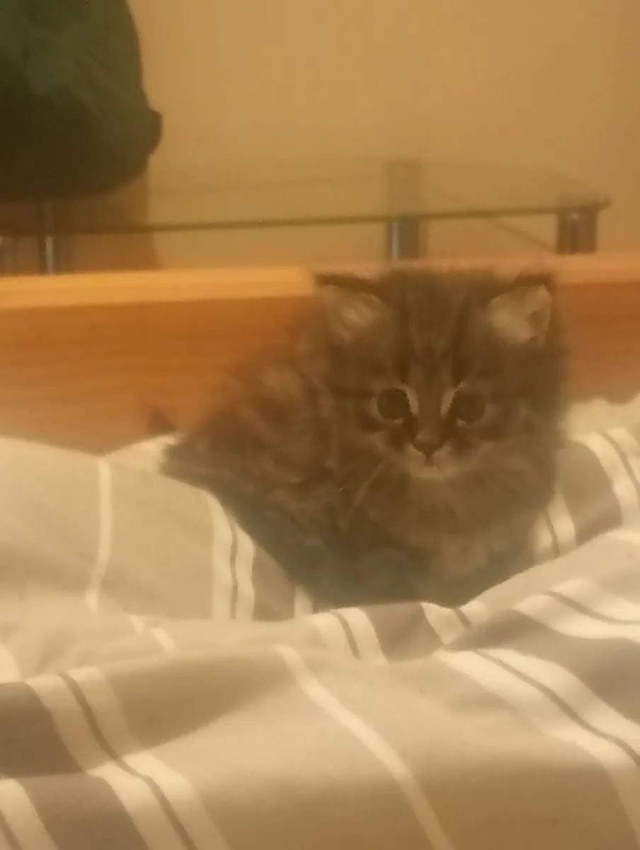 Persian kitten - Image 4