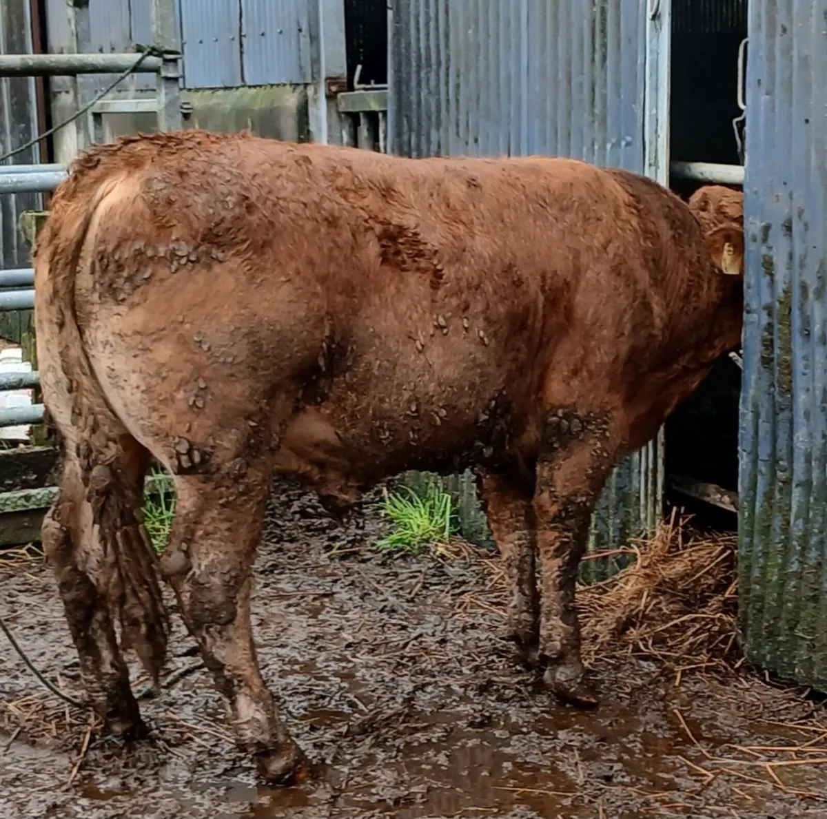 Limousin Bulls - Image 2