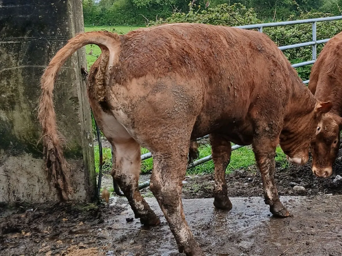 Limousin Bulls - Image 1