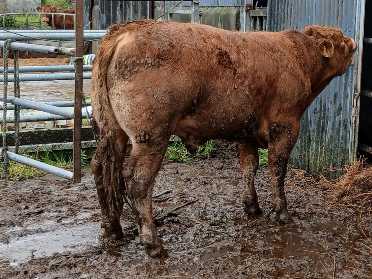 Limousin Bulls - Image 3