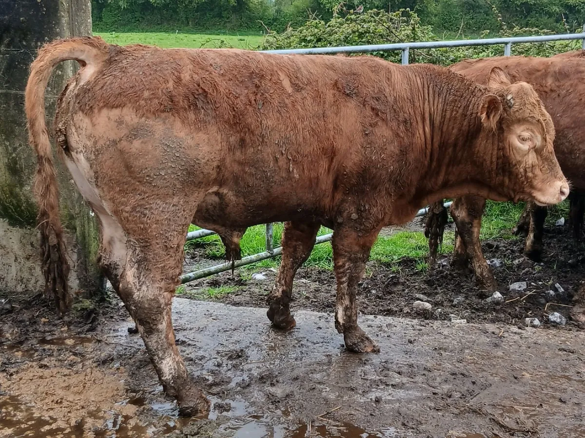 Limousin Bulls - Image 4