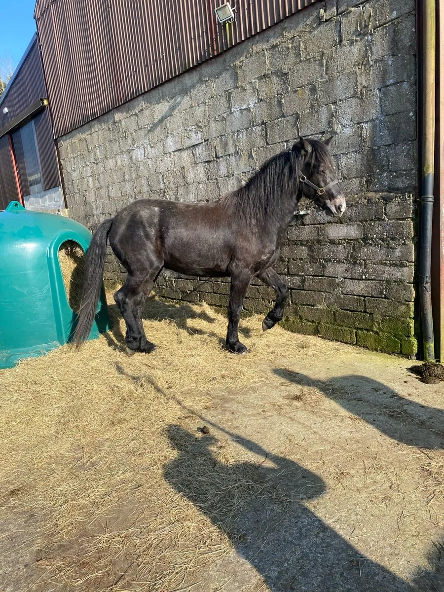 3yr old gelding - Image 1