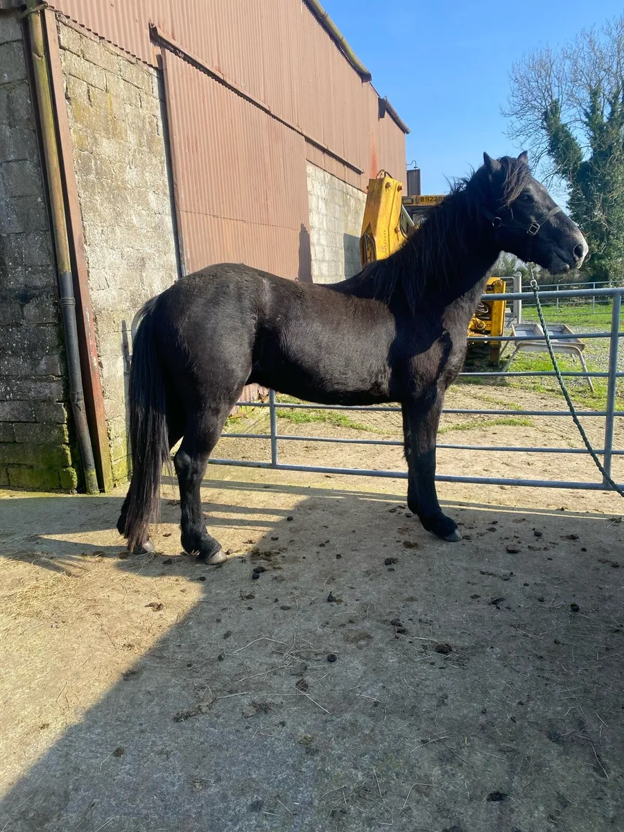 3yr old gelding - Image 2
