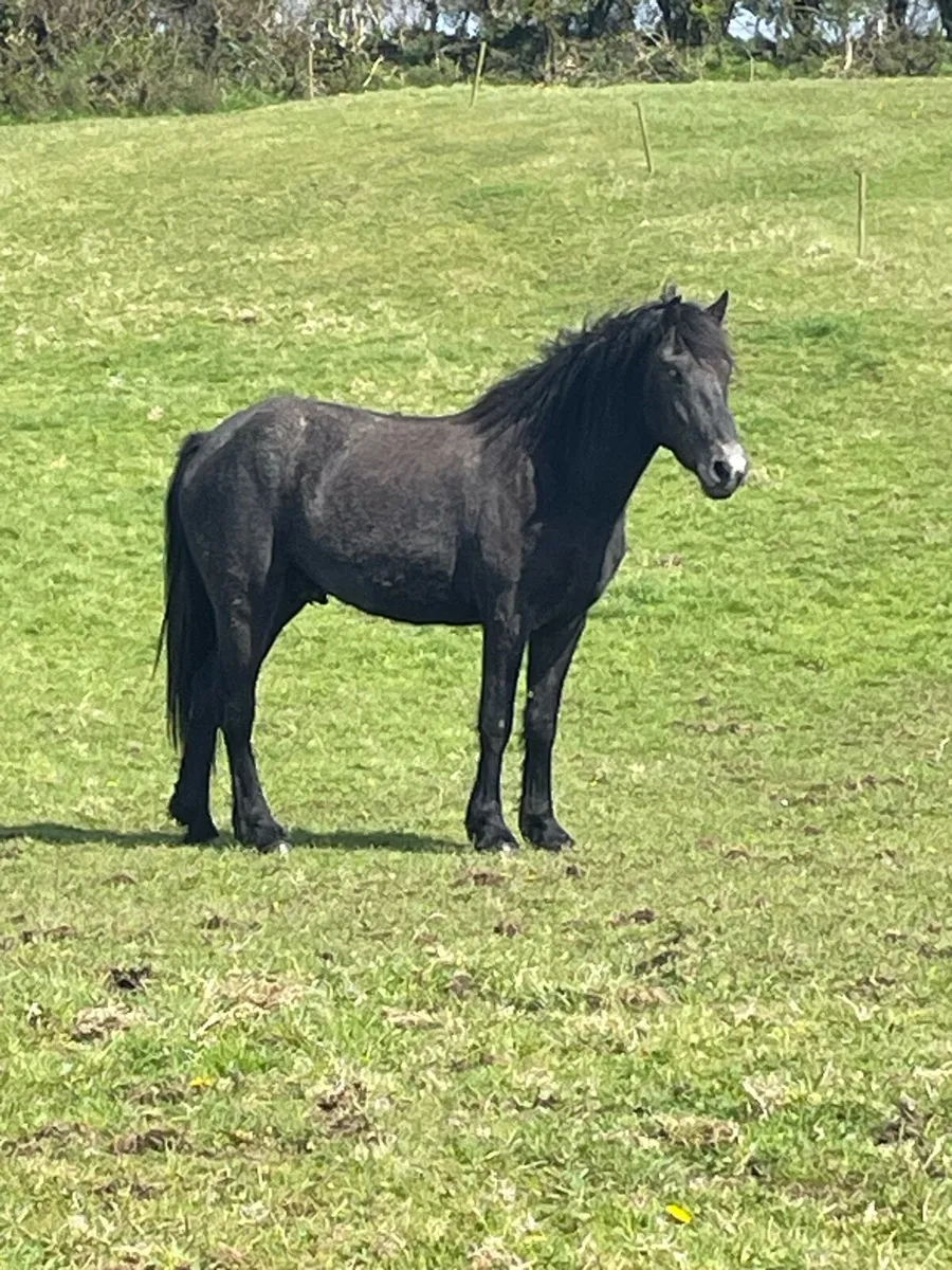 3yr old gelding - Image 3