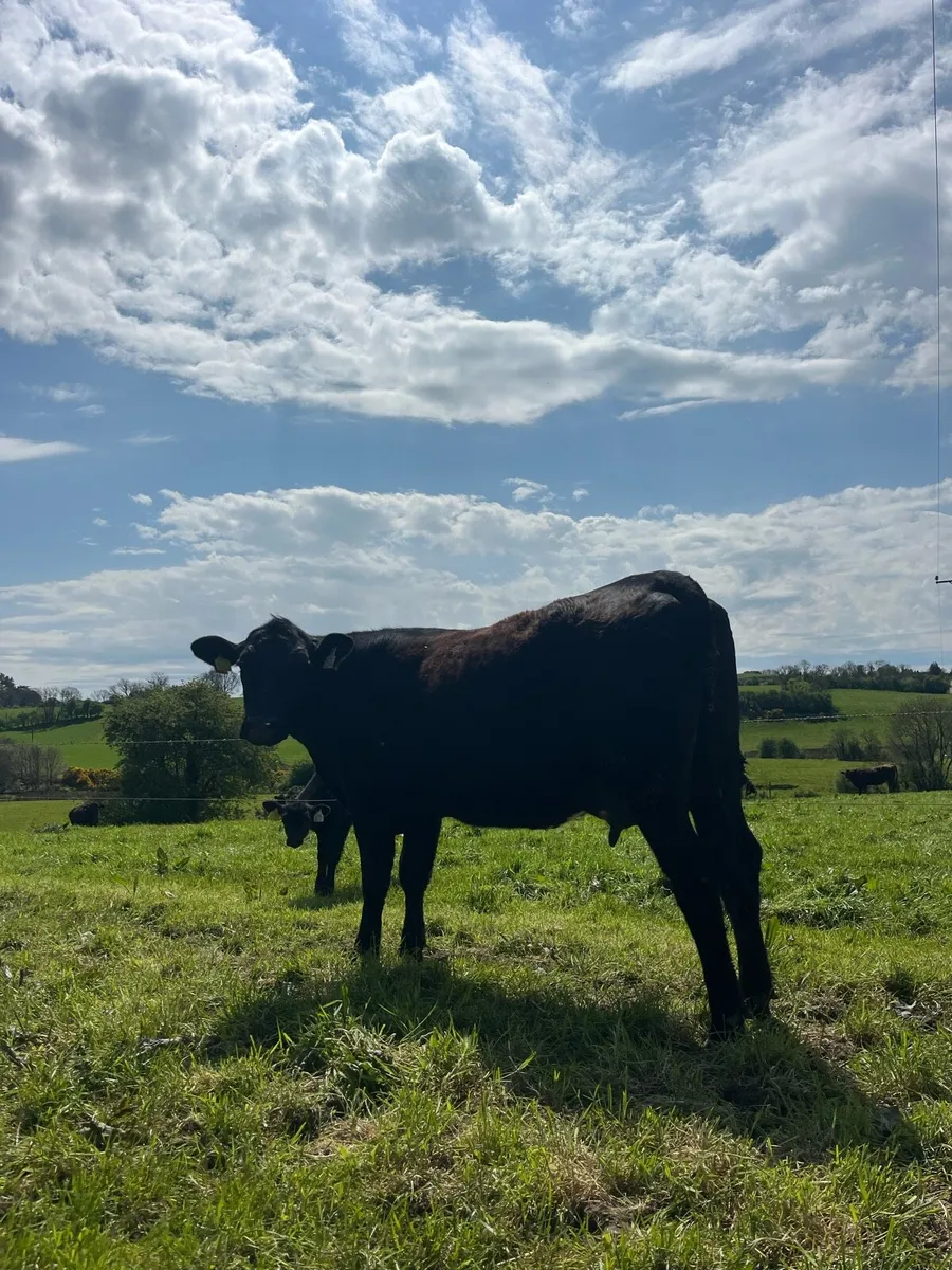 Angus First Calver - Image 2