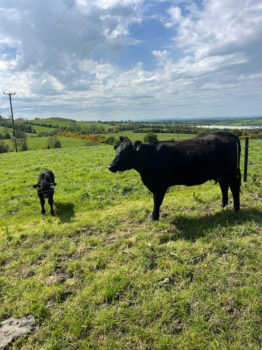 Angus First Calver - Image 1