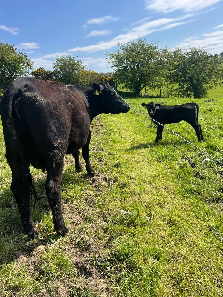 Angus First Calver - Image 4