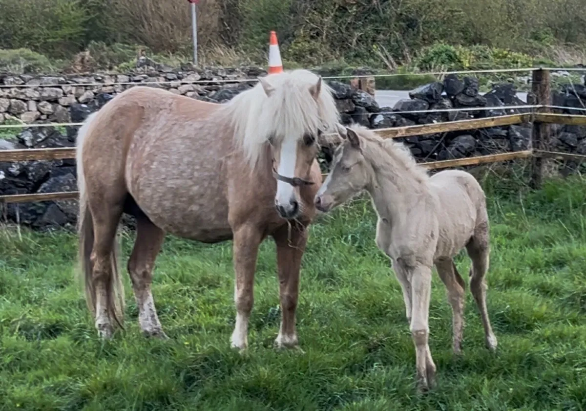 12hh mare and filly foal - Image 4
