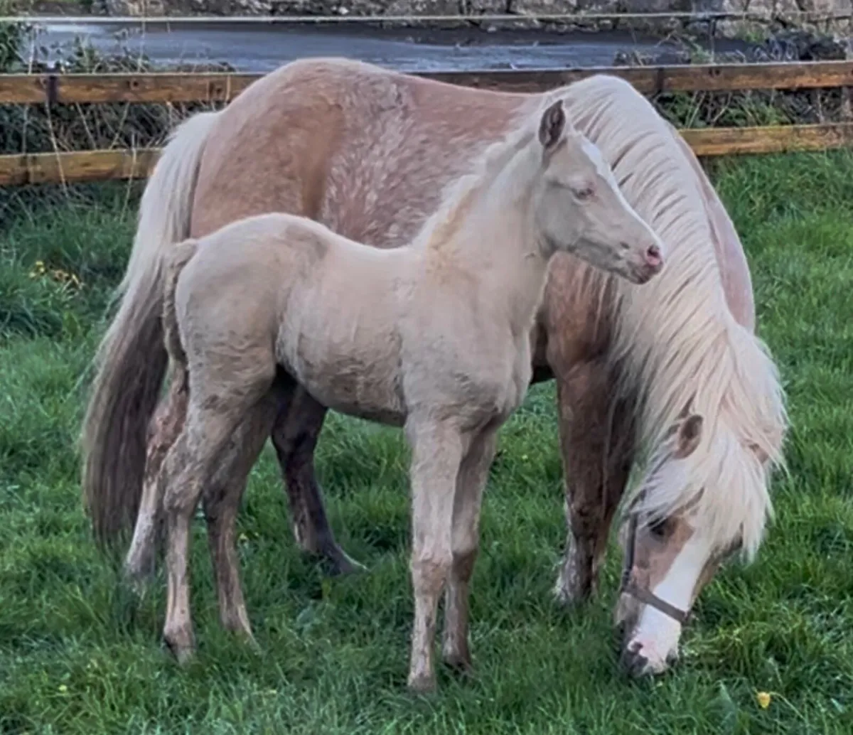 12hh mare and filly foal - Image 2