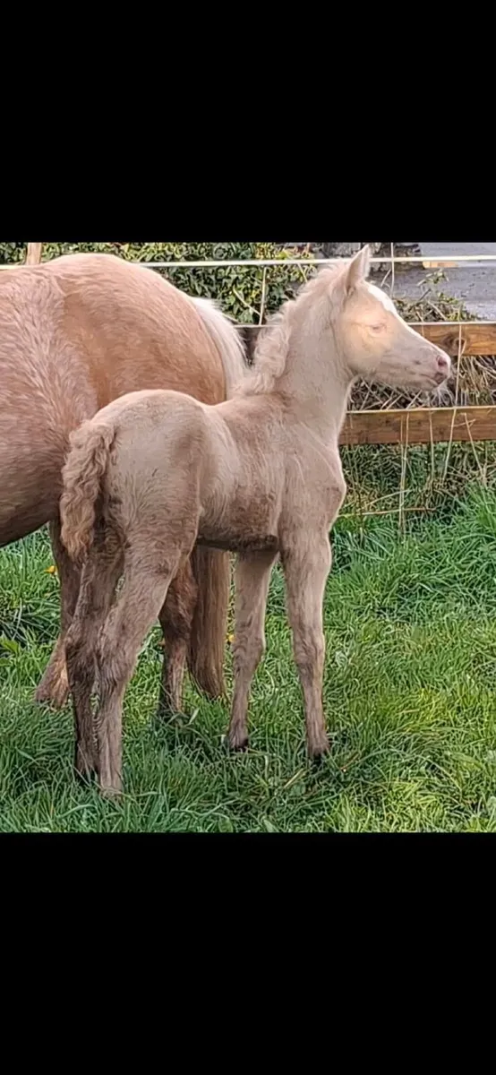 12hh mare and filly foal - Image 3