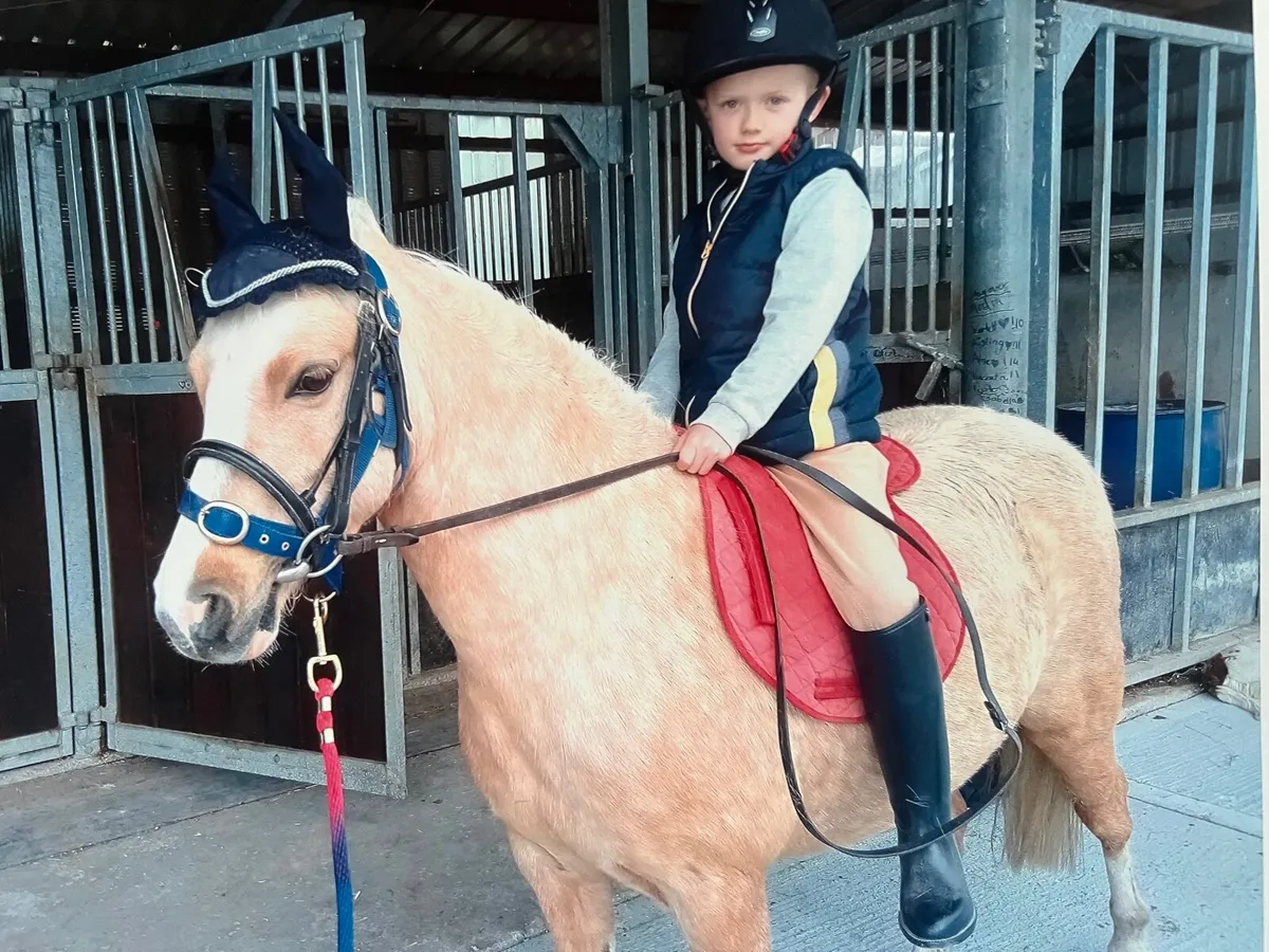 12hh mare and filly foal - Image 1