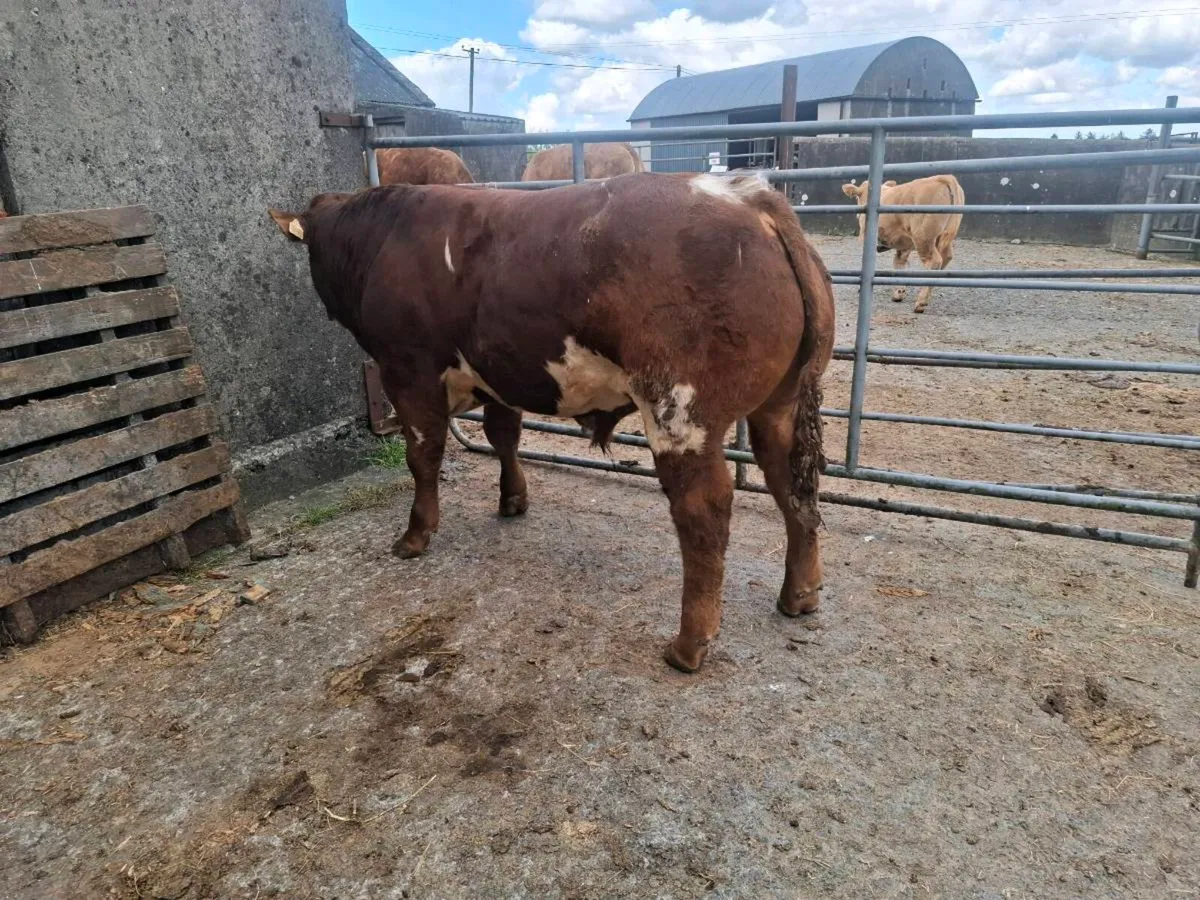 Show calf - Image 1