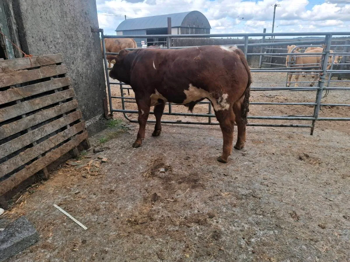 Show calf - Image 2