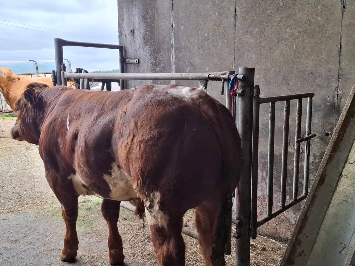 Show calf - Image 3