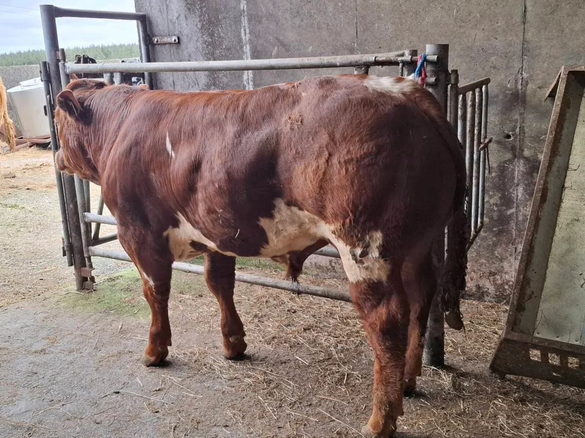 Show calf - Image 4